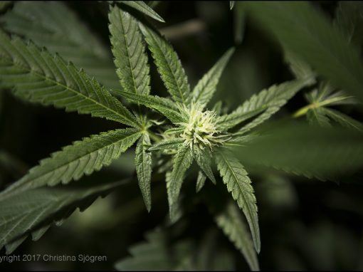 Cannabisplanta
