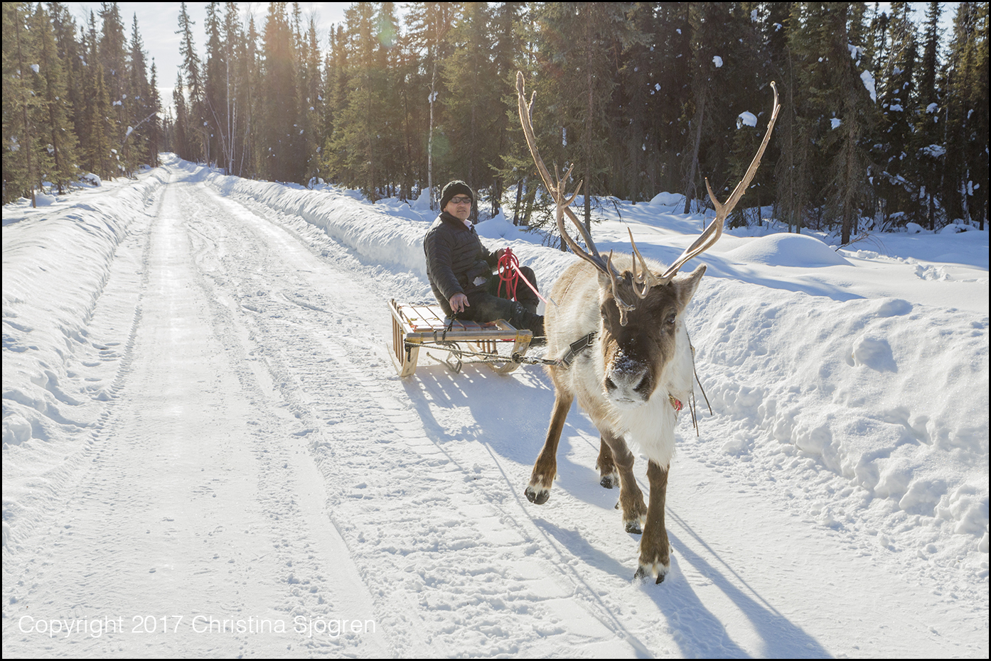 Kenji Yoshikawa and one of his reindeers at his farm outside Fairbanks, Alaska, USA.